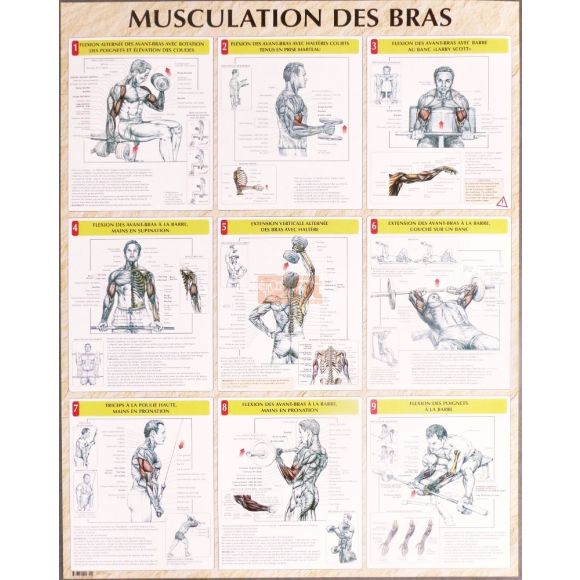 exercices pour la musculation des bras